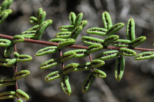 pellea photo