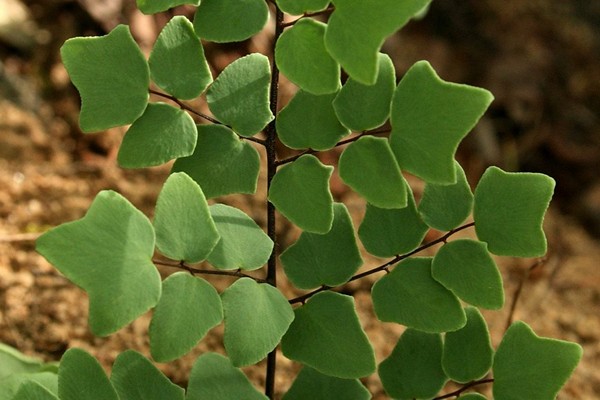 fern pellea