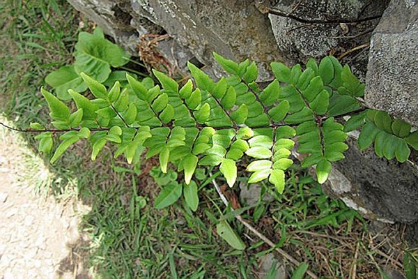 fern pellea