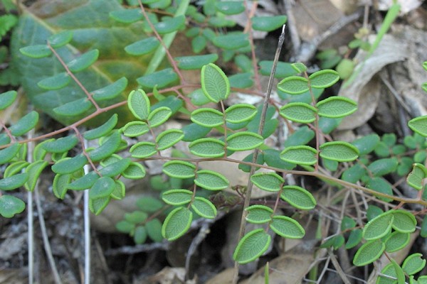 round-leaved pellet