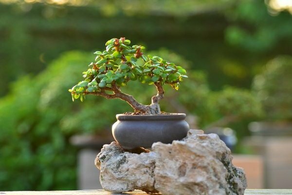 Portulacaria photo