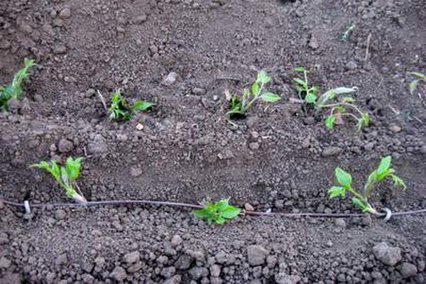 planting clematis in the fall