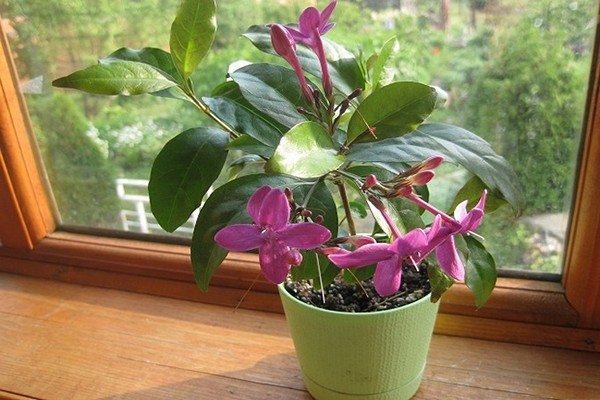 pseudo-erantemum espèces variétés + et variétés