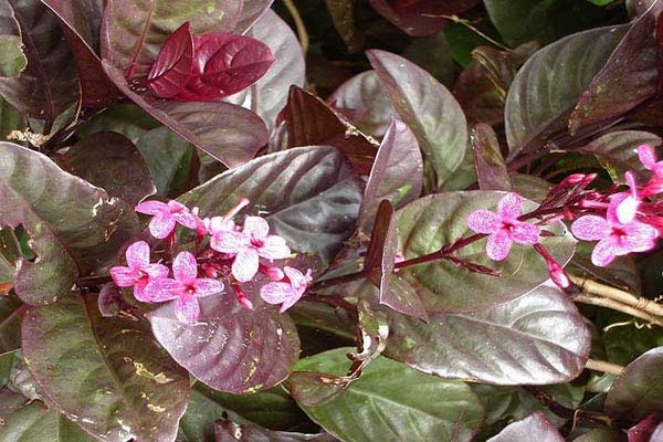 pseudo-erantemum espèces variétés + et variétés