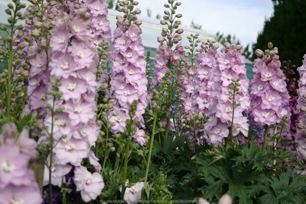 reproduction de delphinium