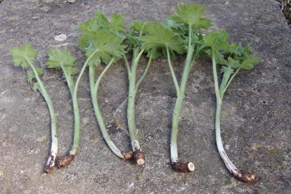 plantation de delphinium