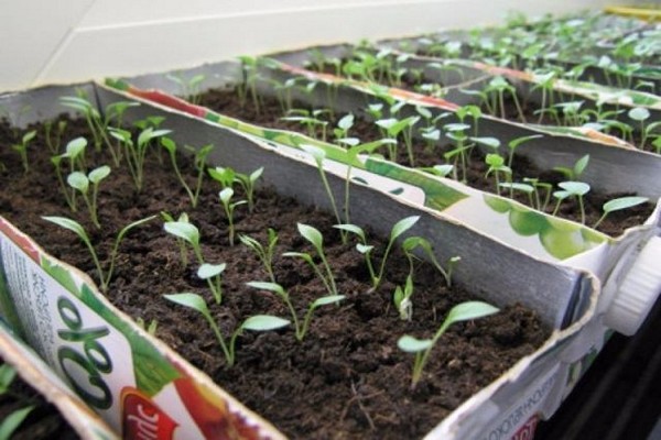 reproduction de delphinium
