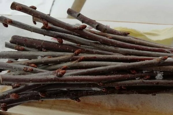 propagation des cerises par bouturage