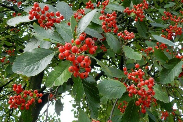 Rowan Intermédiaire photo