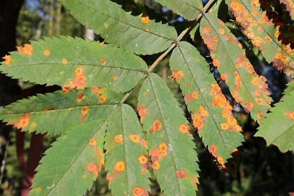 rowan disease