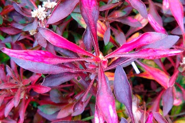 plantes herbacées alternantera + pour terrain découvert