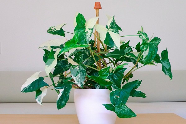 syngonium care + at home