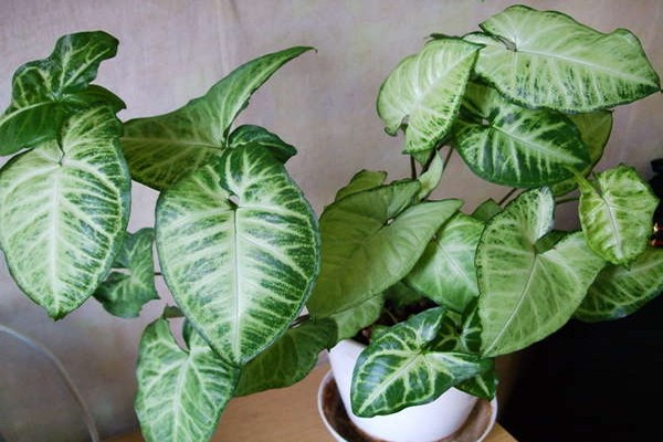 syngonium photo