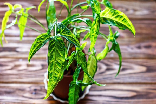 syngonium photo