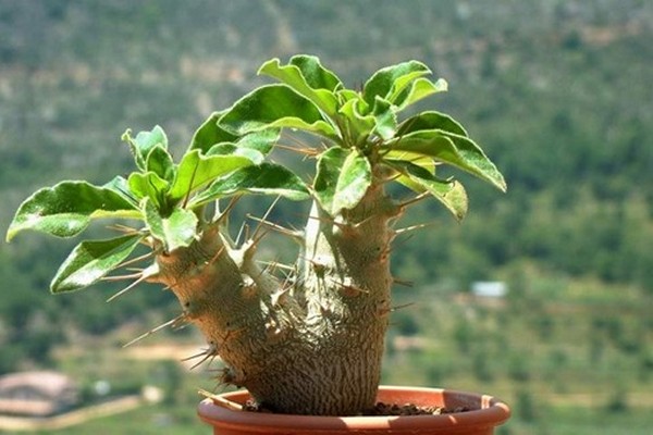 pachypodium photo
