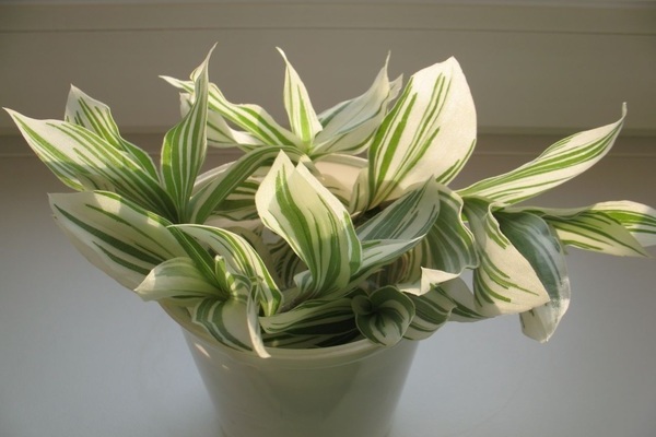 Photo de Tradescantia