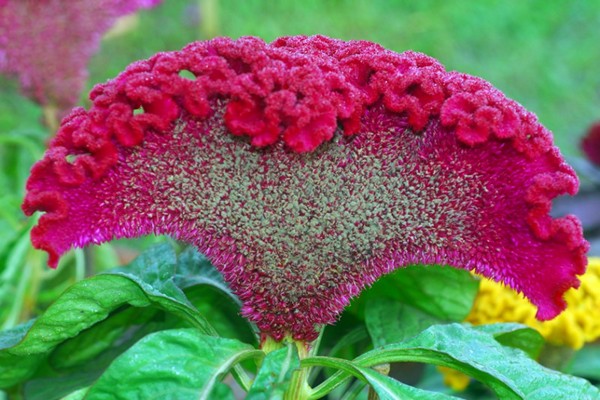 pinnate celosia