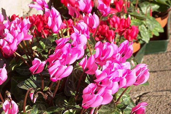 planter du cyclamen