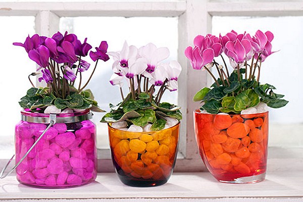 planter du cyclamen