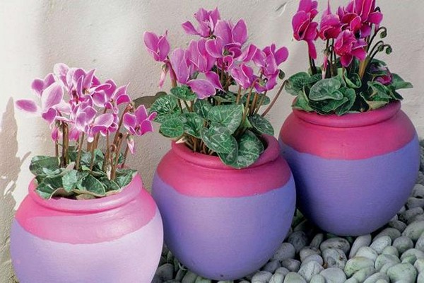 reproduction du cyclamen
