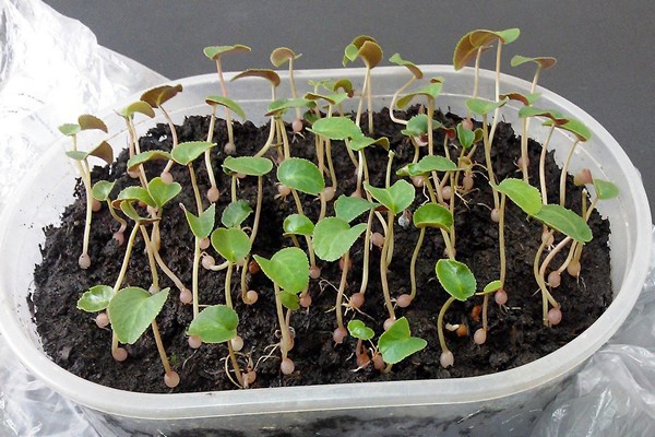 reproduction du cyclamen