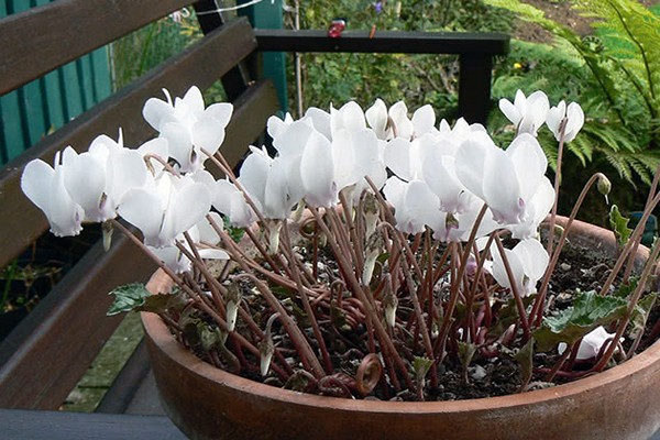 conditions d'entretien du cyclamen
