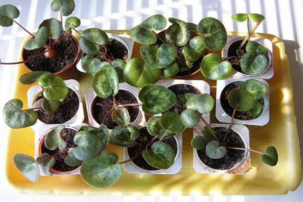soin du cyclamen