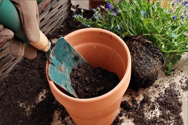 reproduction du cyclamen
