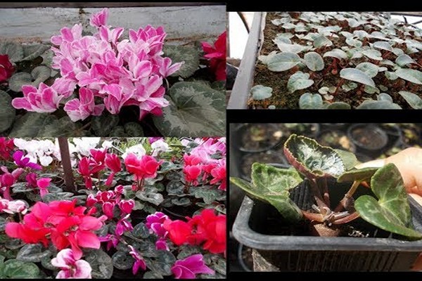 planter du cyclamen