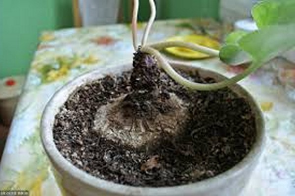 soin du cyclamen