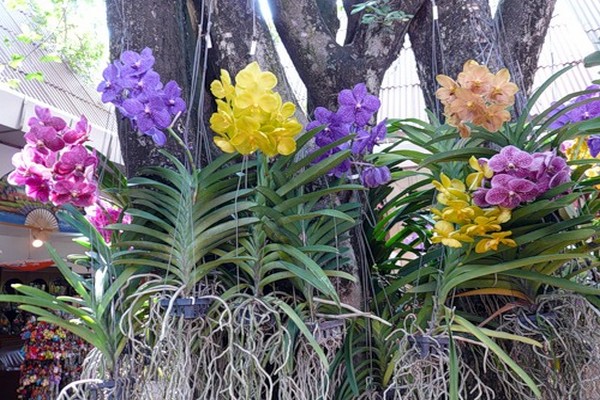 orquídea vanda care + em casa