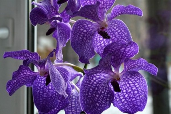 fotos de orquídea vanda