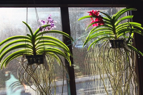 orquídea vanda care + em casa