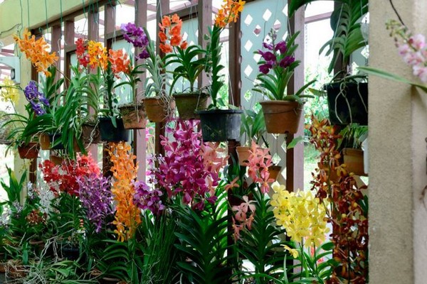 orquídea vanda care + em casa