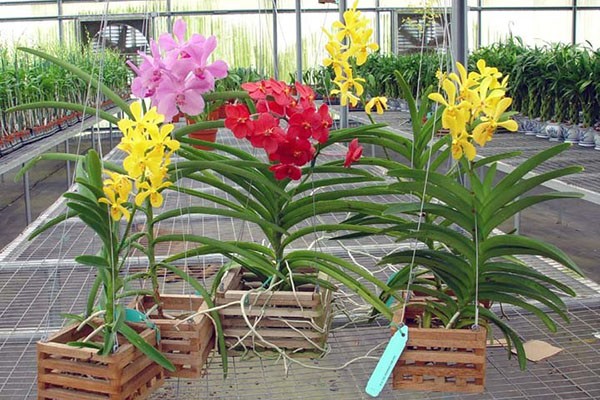 fotos de orquídea vanda