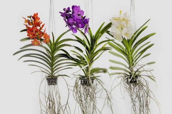 orquídea vanda care + em casa