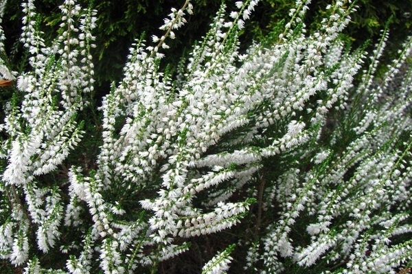 heather