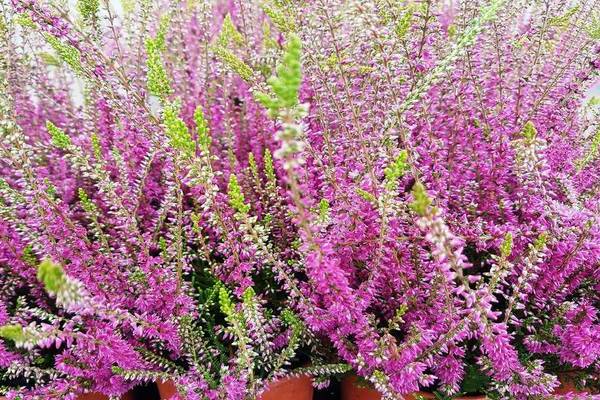 heather