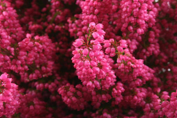 heather