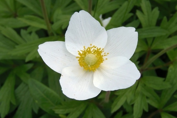 Anemone photo