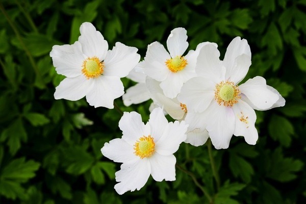 Anemone photo