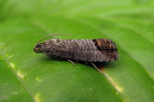 mountain ash disease pictures