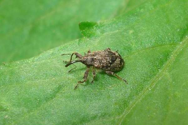 apple tree pests