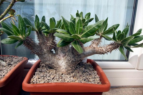 pachypodium photo