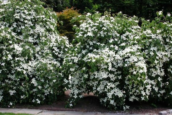 clematis in landscape design