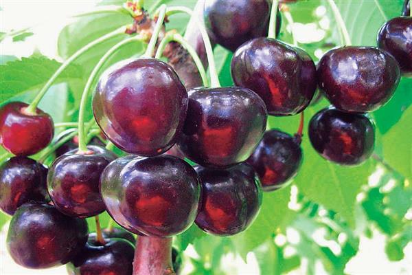 Foto Cherry Iput