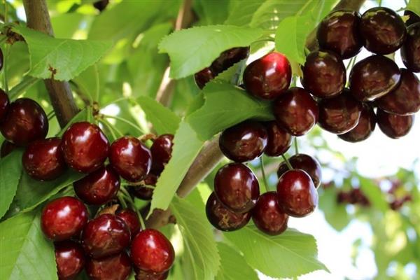 Foto Cherry Iput
