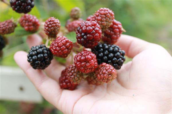 Foto Blackberry Chachanska
