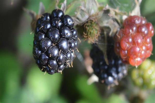 Blackberry Smutstem photo