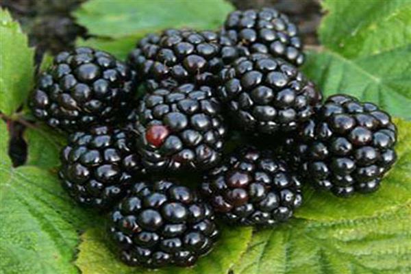 Foto blackberry arapaho